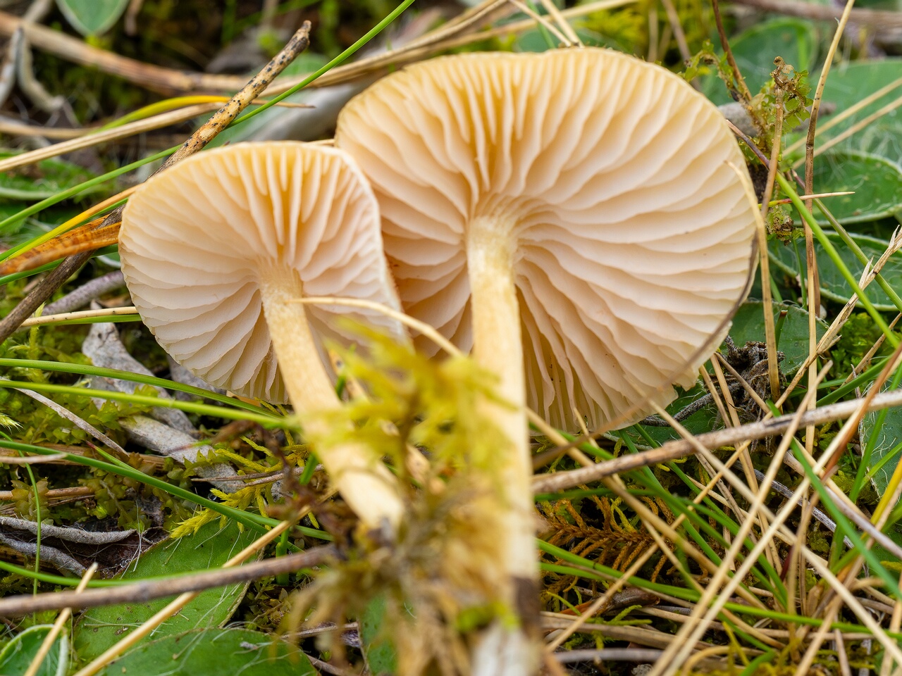 Entoloma sericellum _2026-09-22_1-5