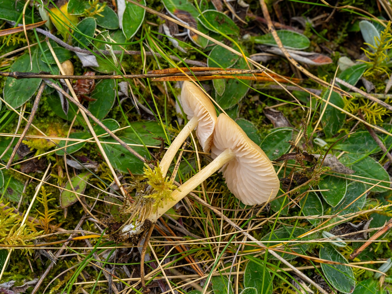 Entoloma sericellum _2026-09-22_1-6