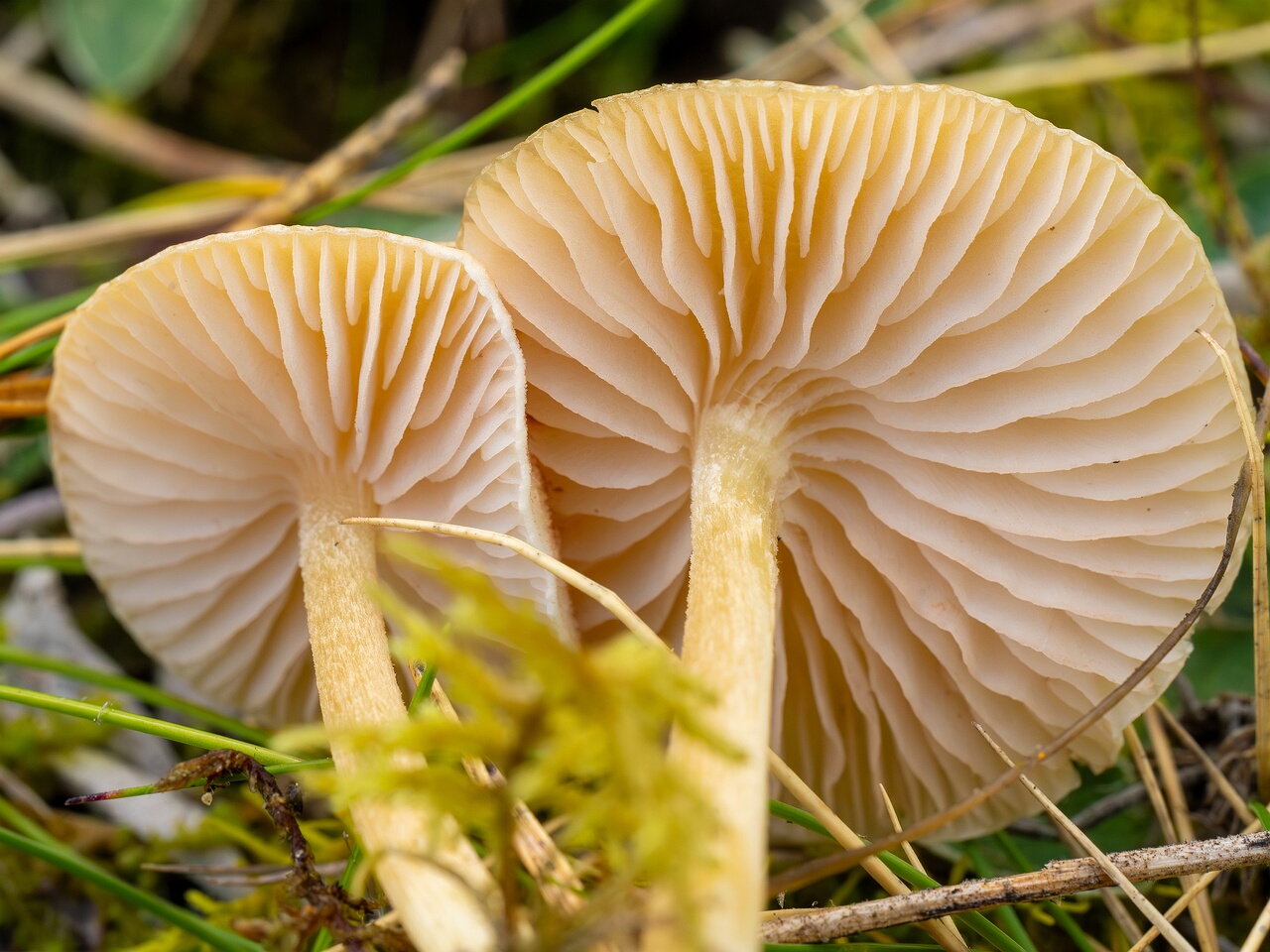 Entoloma sericellum _2026-09-22_1-8