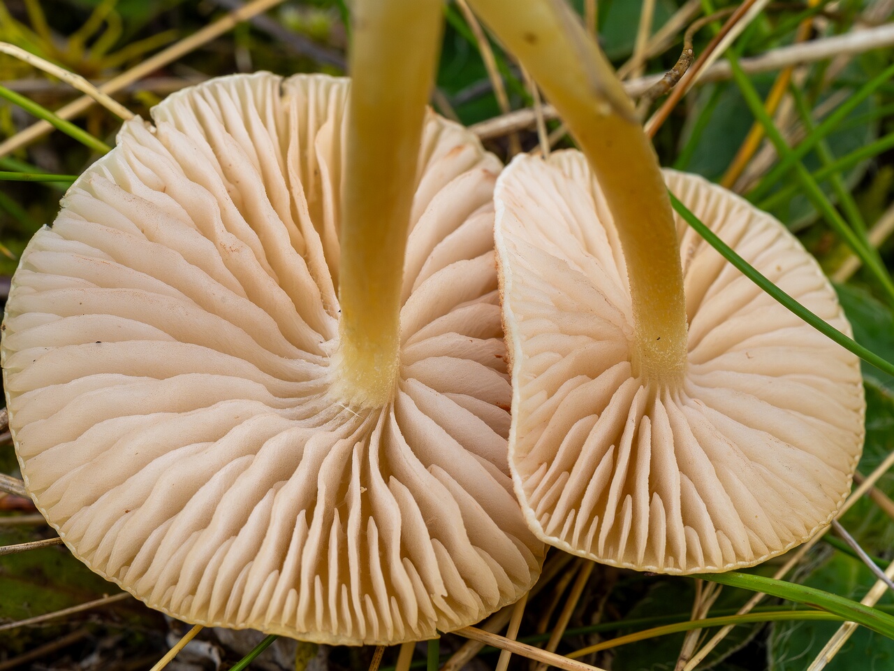 Entoloma sericellum _2026-09-22_1-9