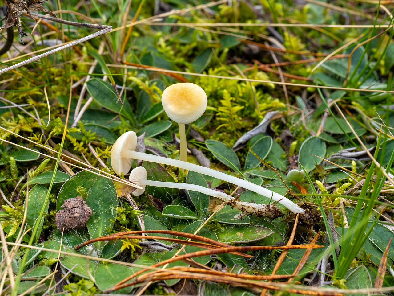 Entoloma sericellum _2026-09-22_2-1