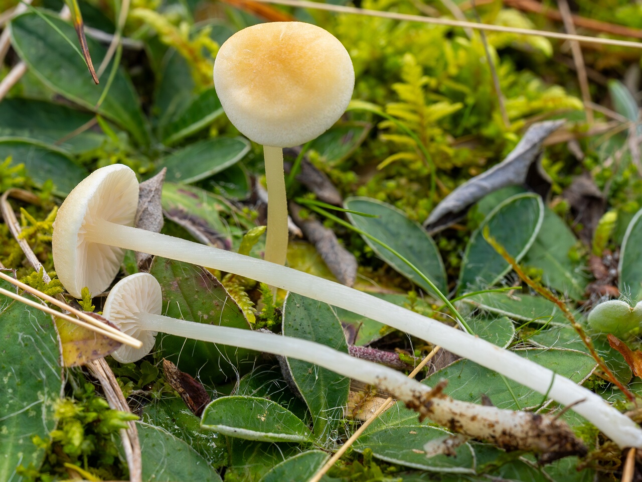 Entoloma sericellum _2026-09-22_2-2