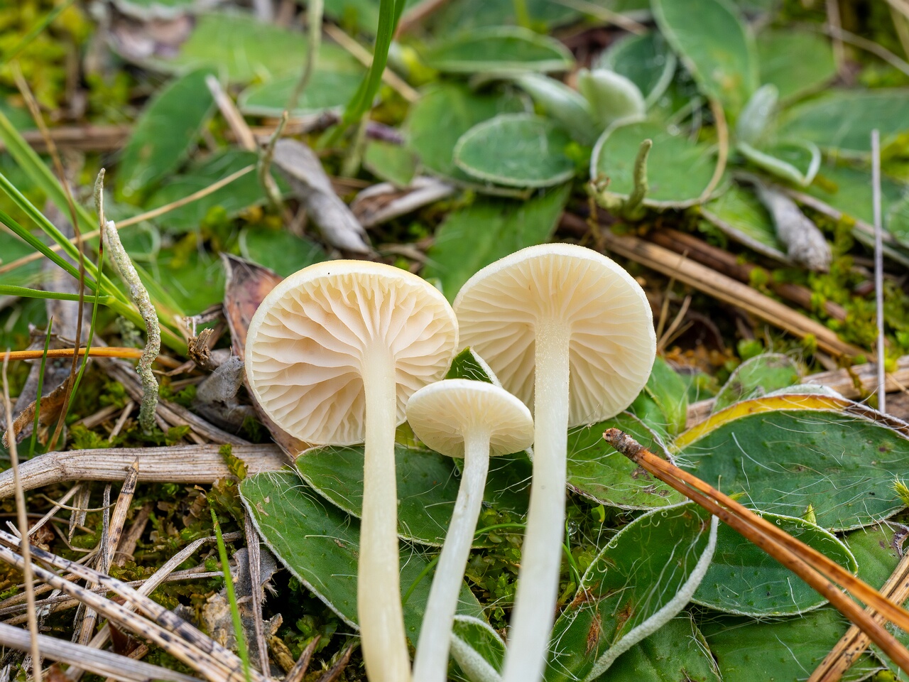 Entoloma sericellum _2026-09-22_2-3