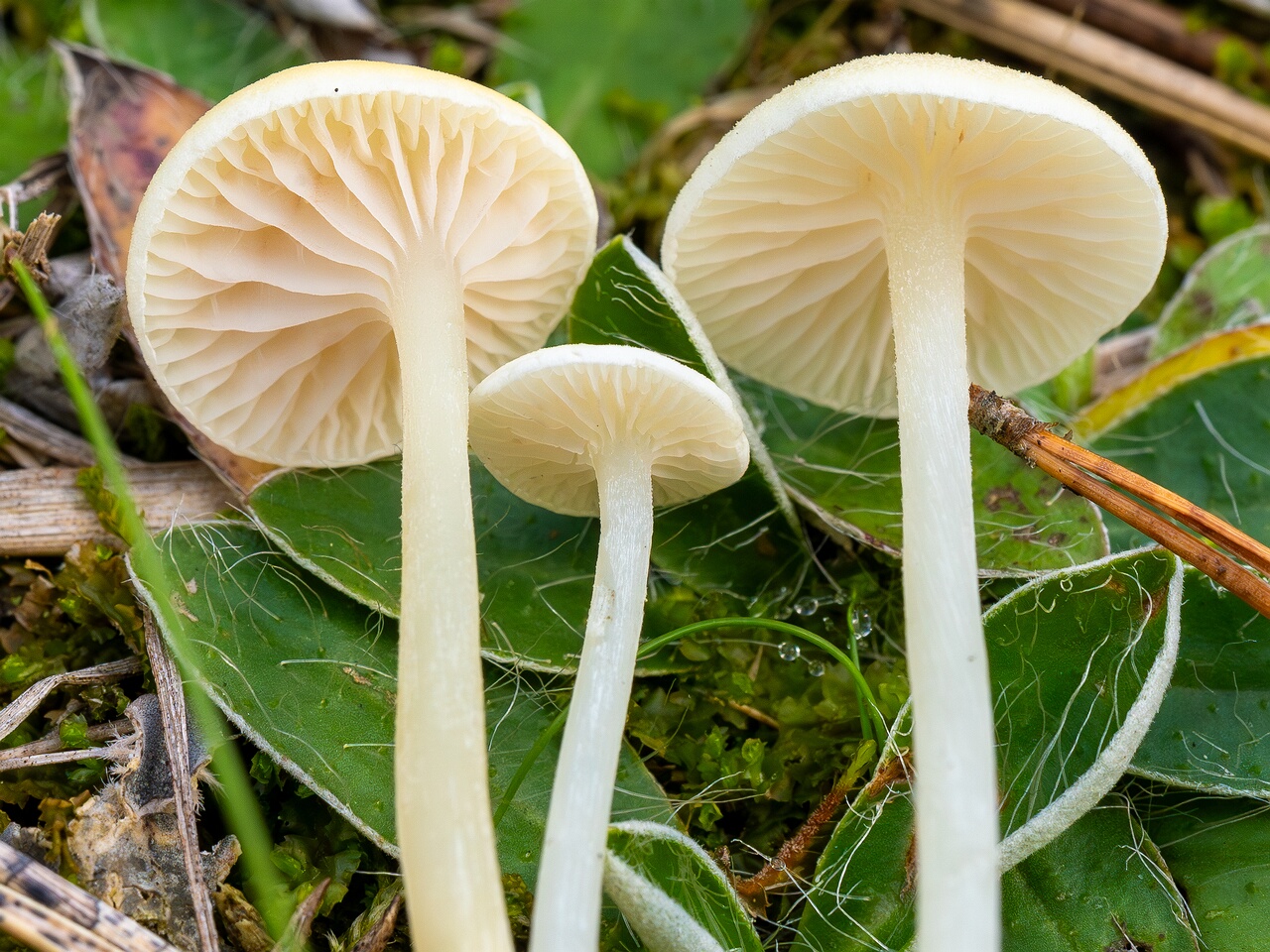 Entoloma sericellum _2026-09-22_2-4