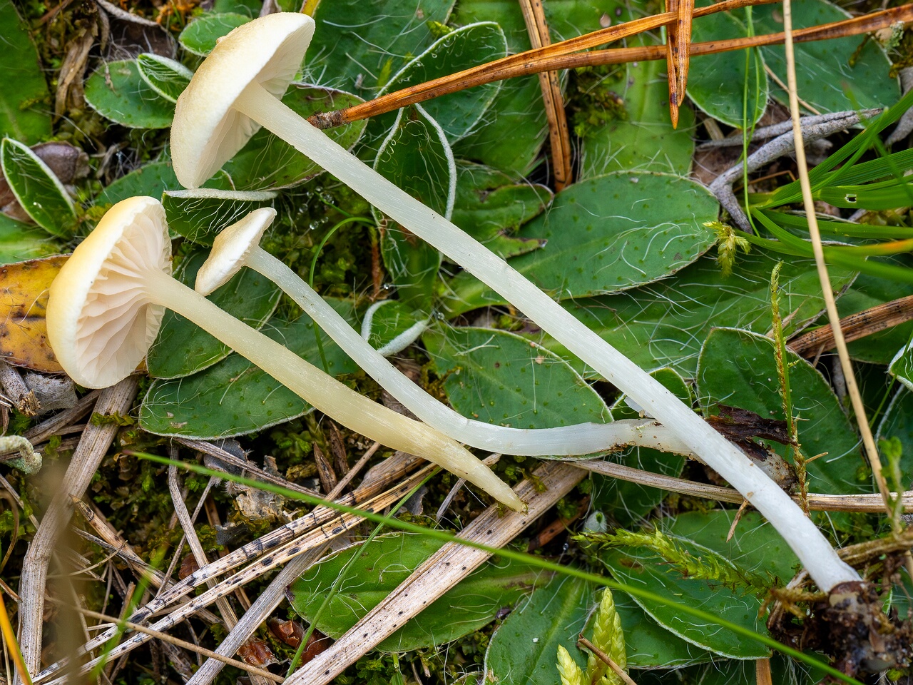 Entoloma sericellum _2026-09-22_2-5