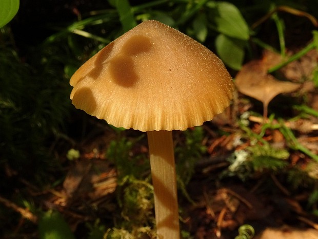 Entoloma hirtipes - Энтолома шершавоножковая - Rough-stemmed Entoloma - Rauhstieliger Rötling