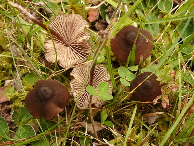 Entoloma infula - Энтолома инфула - Hooded Entoloma - Haubenträger-Rötling Entoloma infula, commonly known as the Hooded Entoloma or Haubenträger-Rötling in German, is a distinctive mushroom...