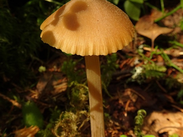 Entoloma hirtipes - Энтолома шершавоножковая - Rough-stemmed Entoloma - Rauhstieliger Rötling Entoloma hirtipes, also known as the Rough-stemmed Entoloma or Rauhstieliger Rötling in German, is a small to...