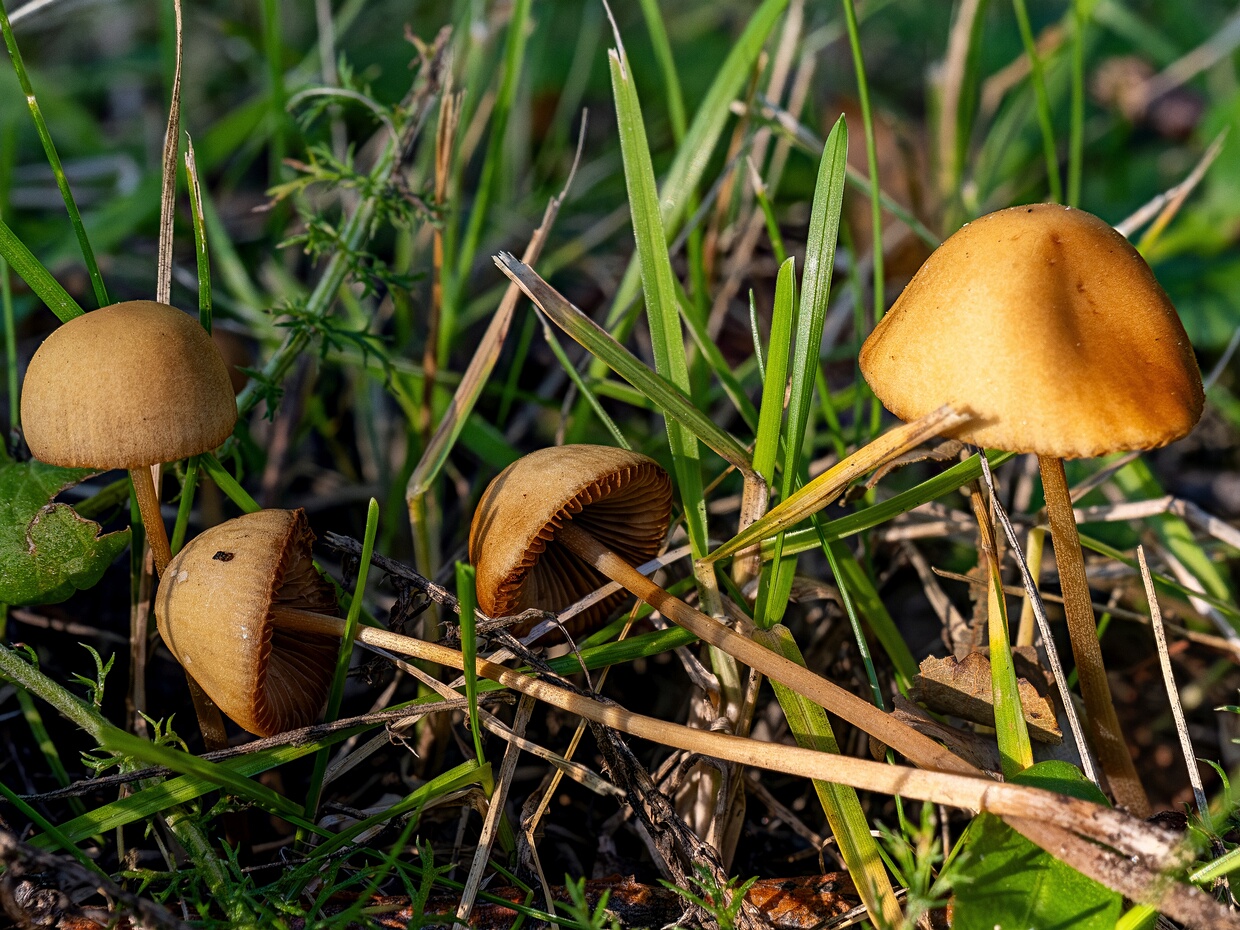 Bolbitiaceae - Больбитиевые - Bolbitiaceae family - Bolbitiaceae Familie The Bolbitiaceae family, known as Больбитиевые in Russian, is a group of basidiomycete fungi belonging to the Agaricales...
