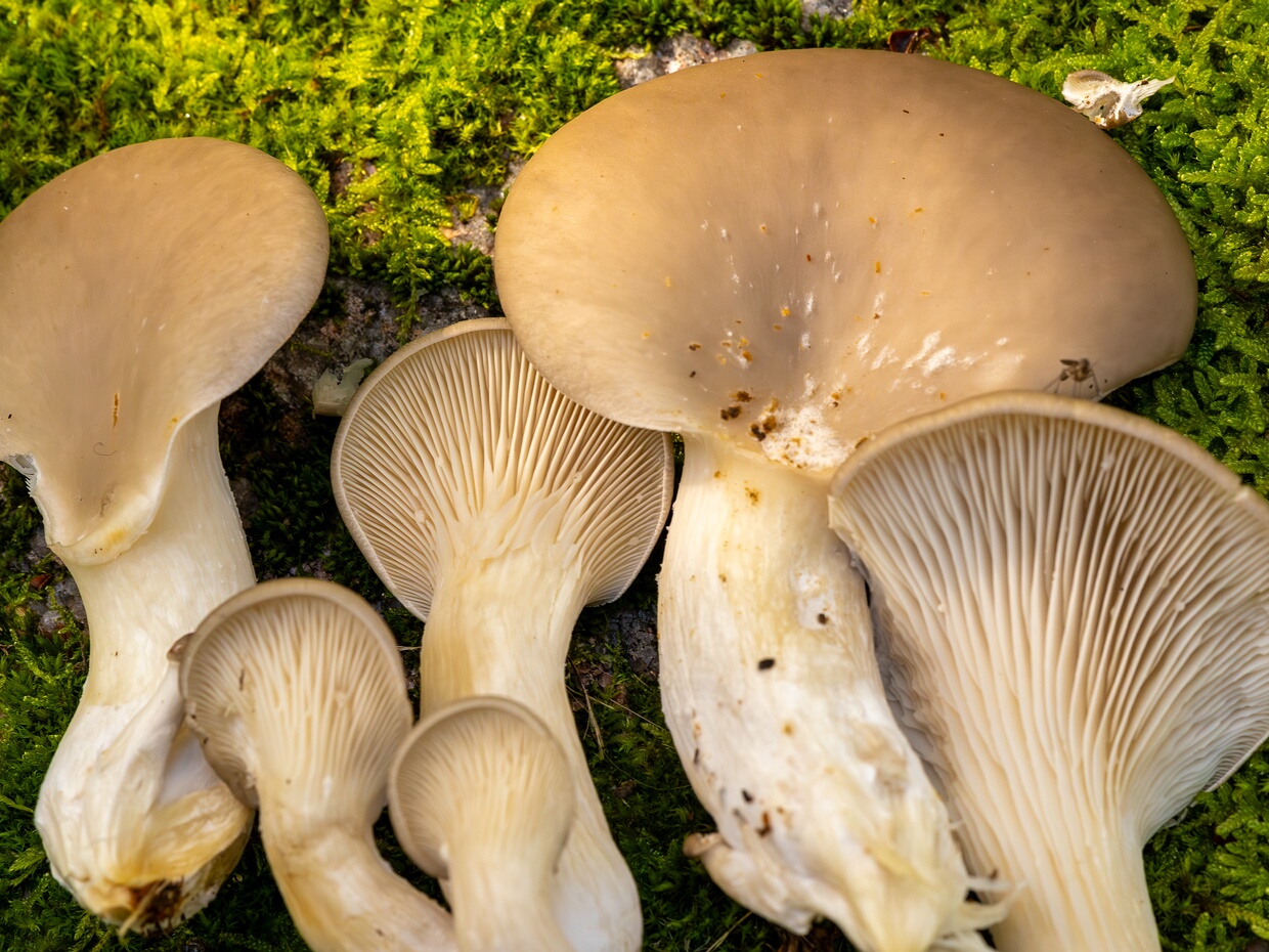 Pleurotaceae - Вёшенковые - Pleurotaceae family - Seitlingsverwandte The Pleurotaceae family, also known as Вёшенковые in Russian, is a family of basidiomycete fungi belonging to the...