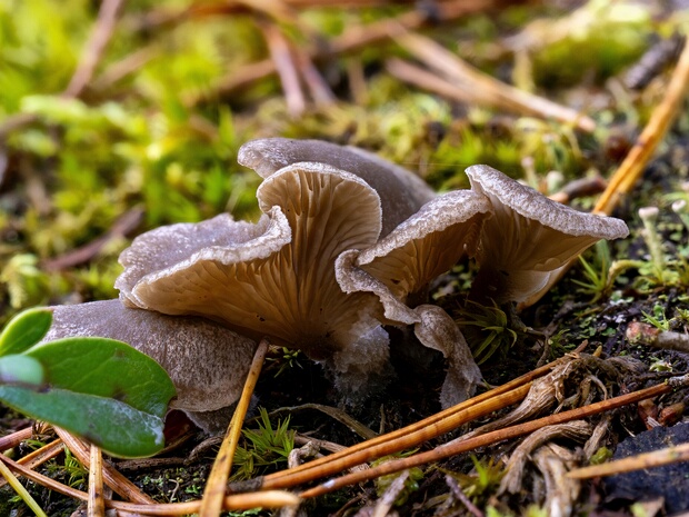 Hygrophoraceae - Гигрофоровые - Waxy Caps - Schnecklinge Hygrophoraceae, also known as the Waxy Caps or Schnecklinge, is a family of basidiomycete fungi characterized by their...