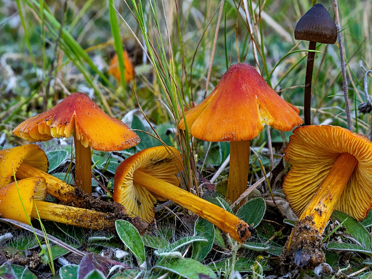 Hygrophoraceae - Гигрофоровые - Waxy Caps - Schnecklinge Hygrophoraceae, also known as the Waxy Caps or Schnecklinge, is a family of basidiomycete fungi characterized by their...