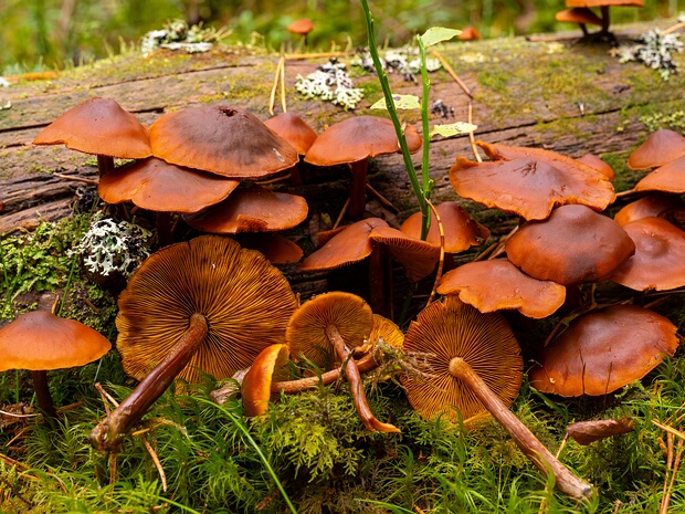 Hymenogastraceae - Гименогастровые - Hymenogastraceae Family - Hymenogastraceae Familie The Hymenogastraceae family is a diverse group of basidiomycete fungi that includes over 100 species, distributed across...