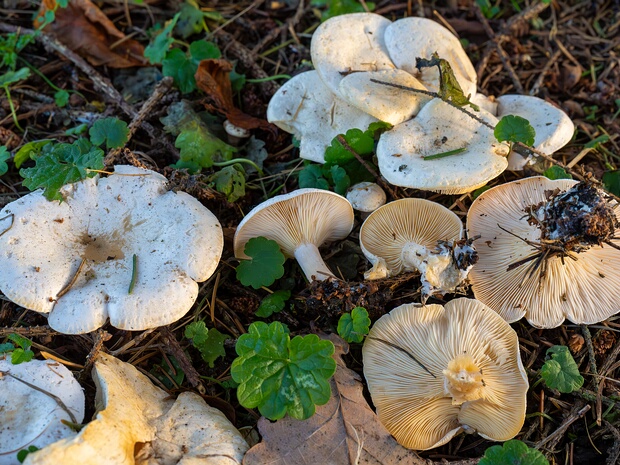 Говорушковые - Clitocybaceae Clitocybe is a genus of mushrooms characterized by white, off-white, buff, cream, pink, or light-yellow spores, gills...