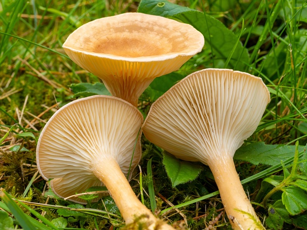 Говорушковые - Clitocybaceae Clitocybe is a genus of mushrooms characterized by white, off-white, buff, cream, pink, or light-yellow spores, gills...