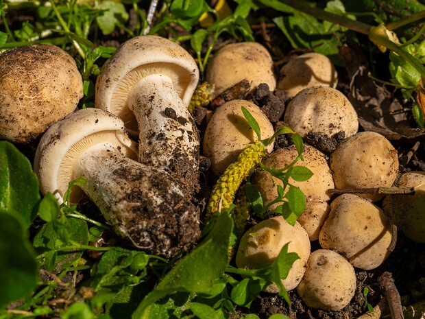 Lyophyllaceae - Лиофилловые - Lyophyllaceae family - Schleierlinge The Lyophyllaceae is a family of basidiomycete fungi in the order Agaricales. It includes a diverse array of gilled...