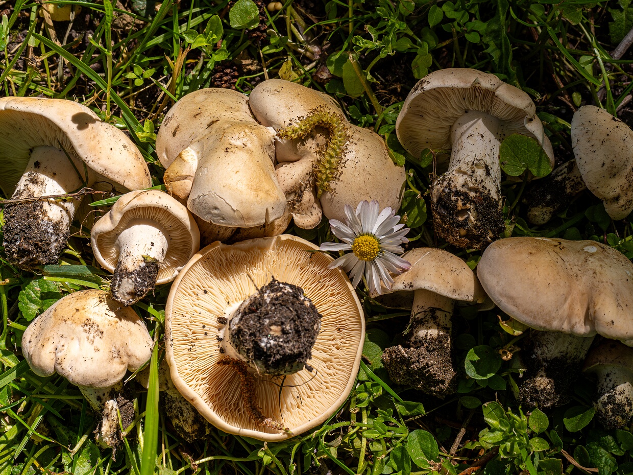 Lyophyllaceae - Лиофилловые - Lyophyllaceae family - Schleierlinge The Lyophyllaceae is a family of basidiomycete fungi in the order Agaricales. It includes a diverse array of gilled...