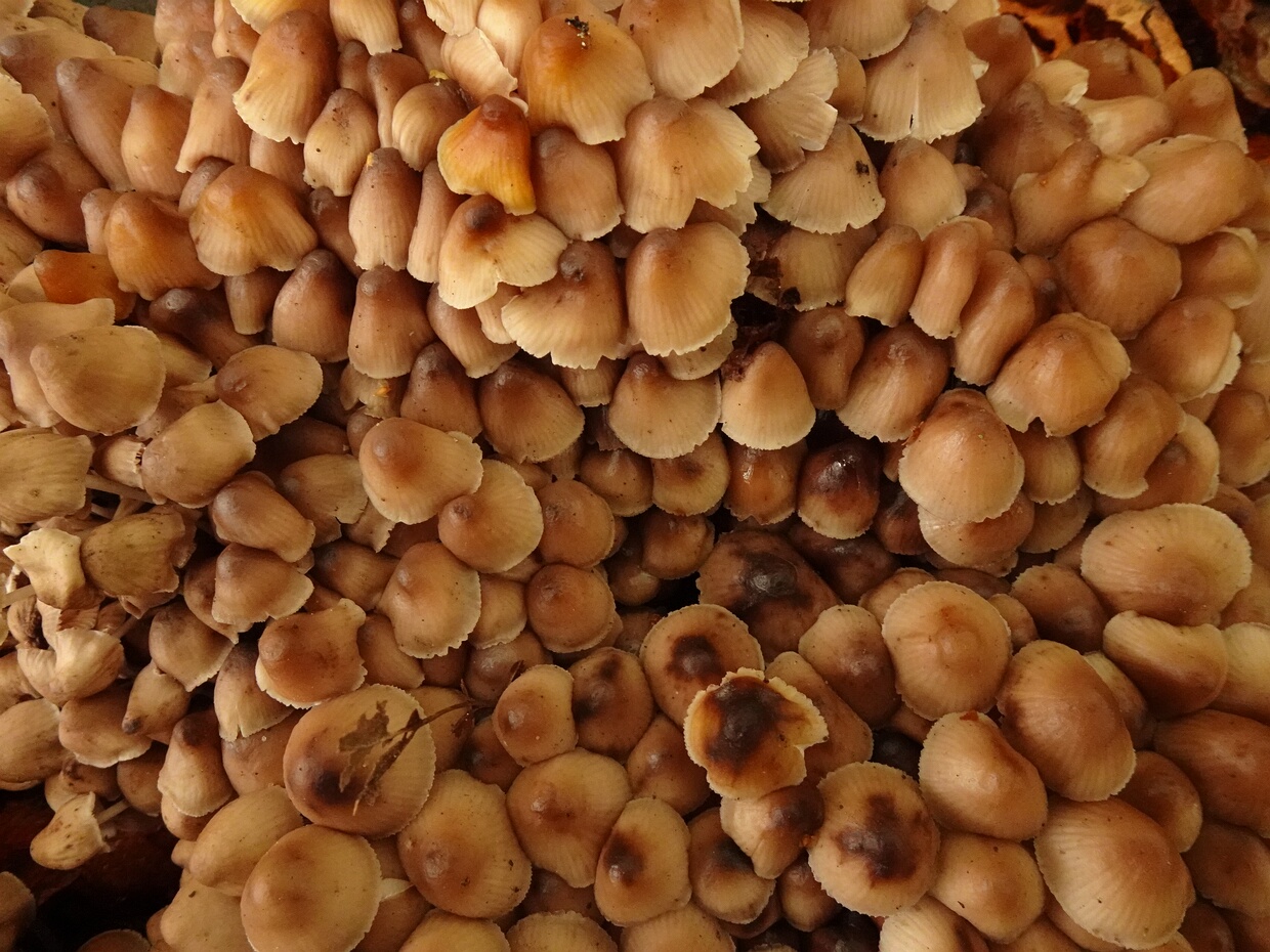 Mycenaceae - Миценовые - Bonnet mushrooms - Helmlinge The Mycenaceae are a family of fungi in the order Agaricales. According to the Dictionary of the Fungi (10th edition,...