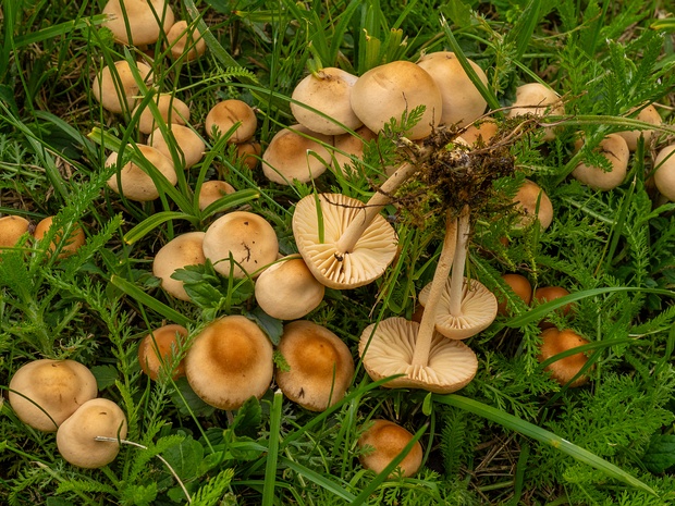 Marasmiaceae - Негниючниковые - Marasmioid mushrooms - Schwindlingsverwandte The Marasmiaceae family is a group of basidiomycete fungi within the order Agaricales. They are characterized by their...