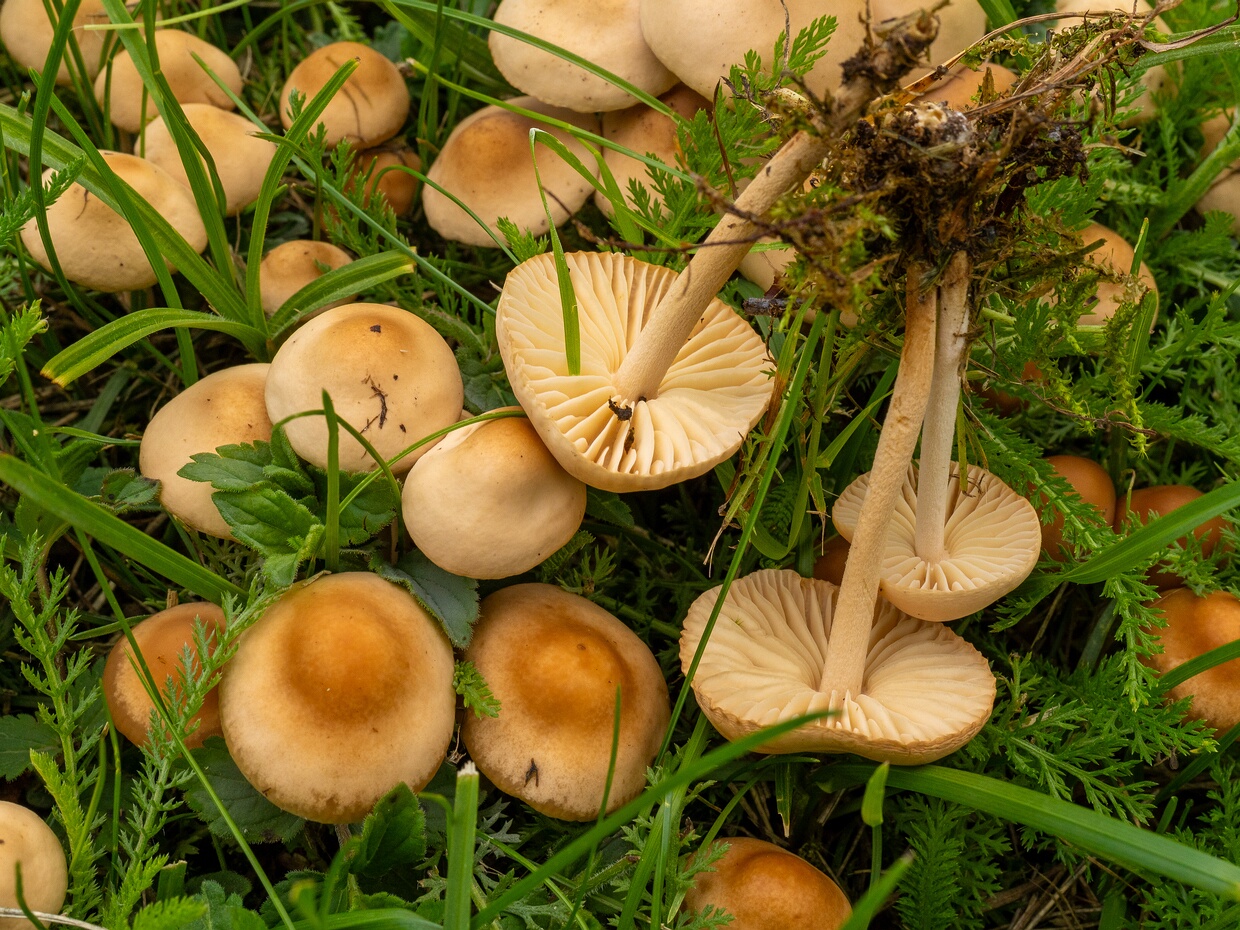 Marasmiaceae - Негниючниковые - Marasmioid mushrooms - Schwindlingsverwandte The Marasmiaceae family is a group of basidiomycete fungi within the order Agaricales. They are characterized by their...