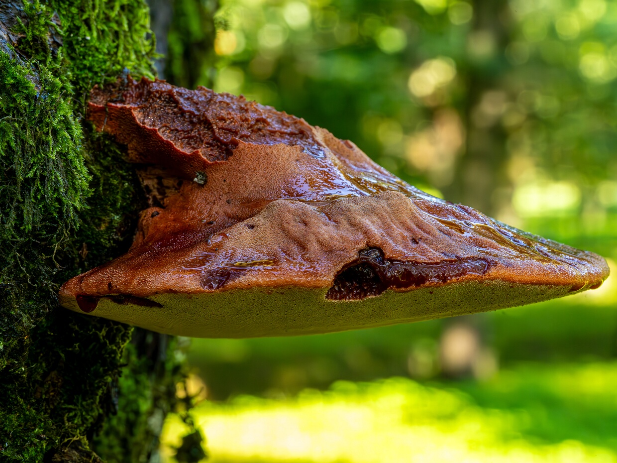 Fistulinaceae - Печёночницевые - Beefsteak Fungi Family - Röhrlingsverwandte The Fistulinaceae, also known as the Beefsteak Fungi Family or Röhrlingsverwandte, is a family of basidiomycete fungi...