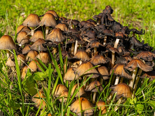 Psathyrellaceae - Псатирелловые - Psathyrella Family - Psathyrellaceae Familie The Psathyrellaceae family, also known as the Psathyrella family, is a diverse group of basidiomycete fungi within the...