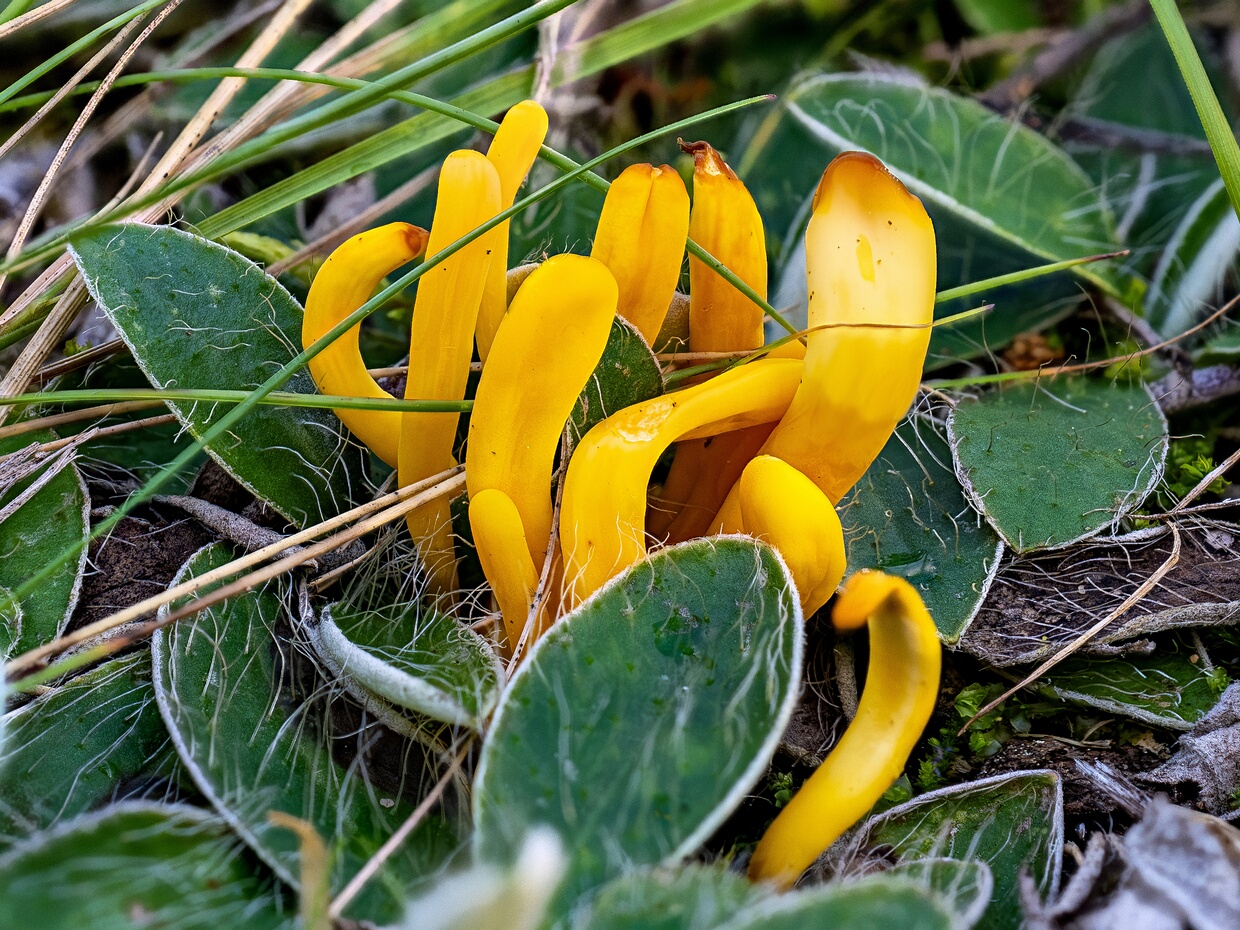 Clavariaceae - Рогатиковые - Coral Fungi - Korallenpilze The Clavariaceae, commonly known as Coral Fungi, is a diverse family of fungi within the Basidiomycota phylum. This...