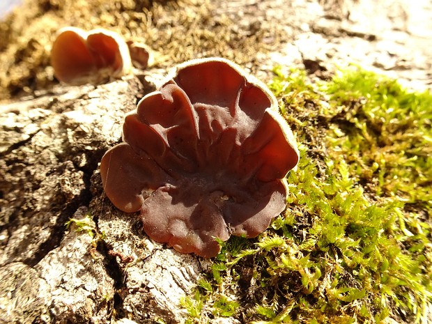 Аурикулярия плёнчатая - Auricularia mesenterica