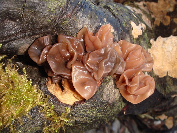 Аурикулярия уховидная - Auricularia auricula-judae