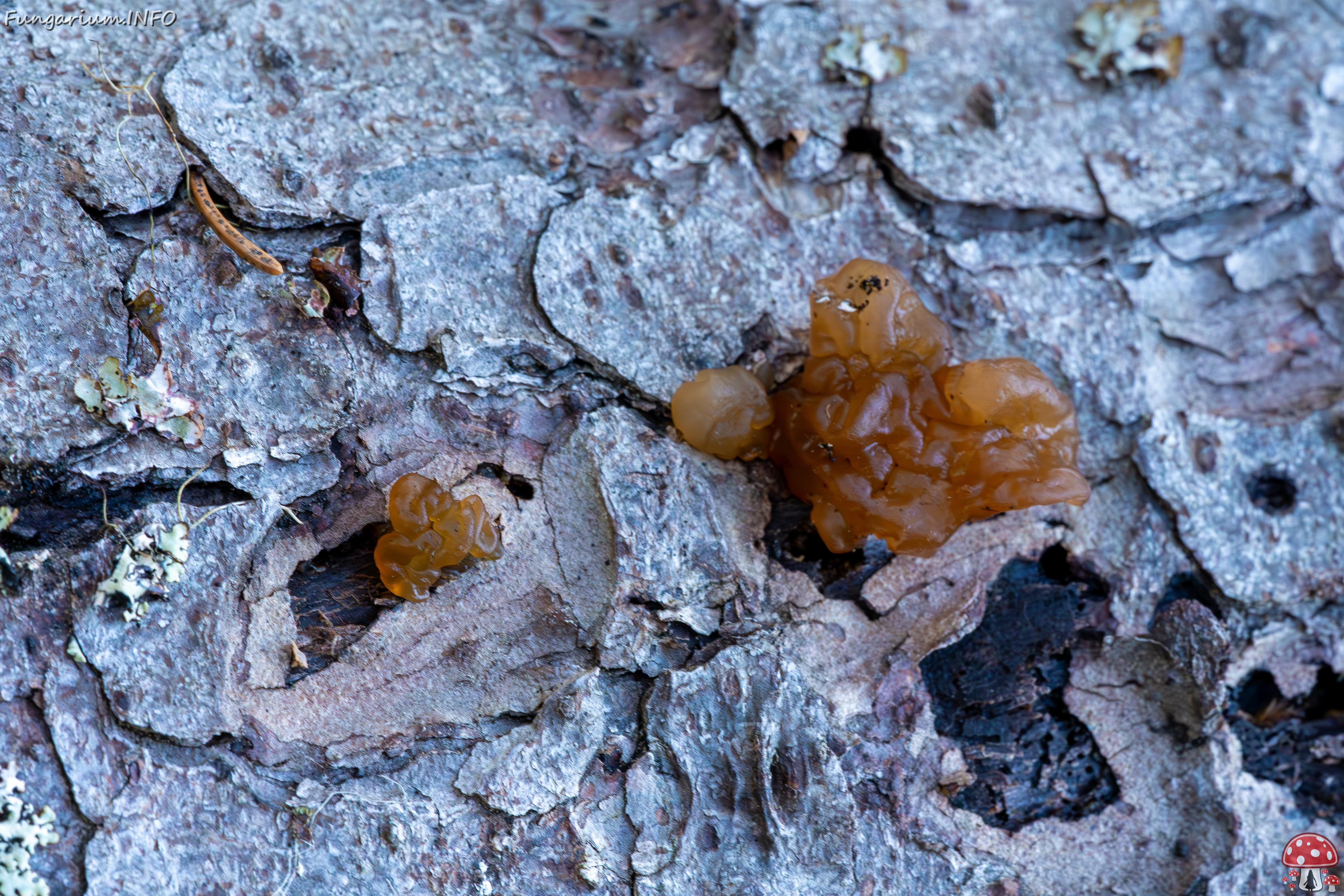 exidia-saccharina_2023-09-14_1-12 