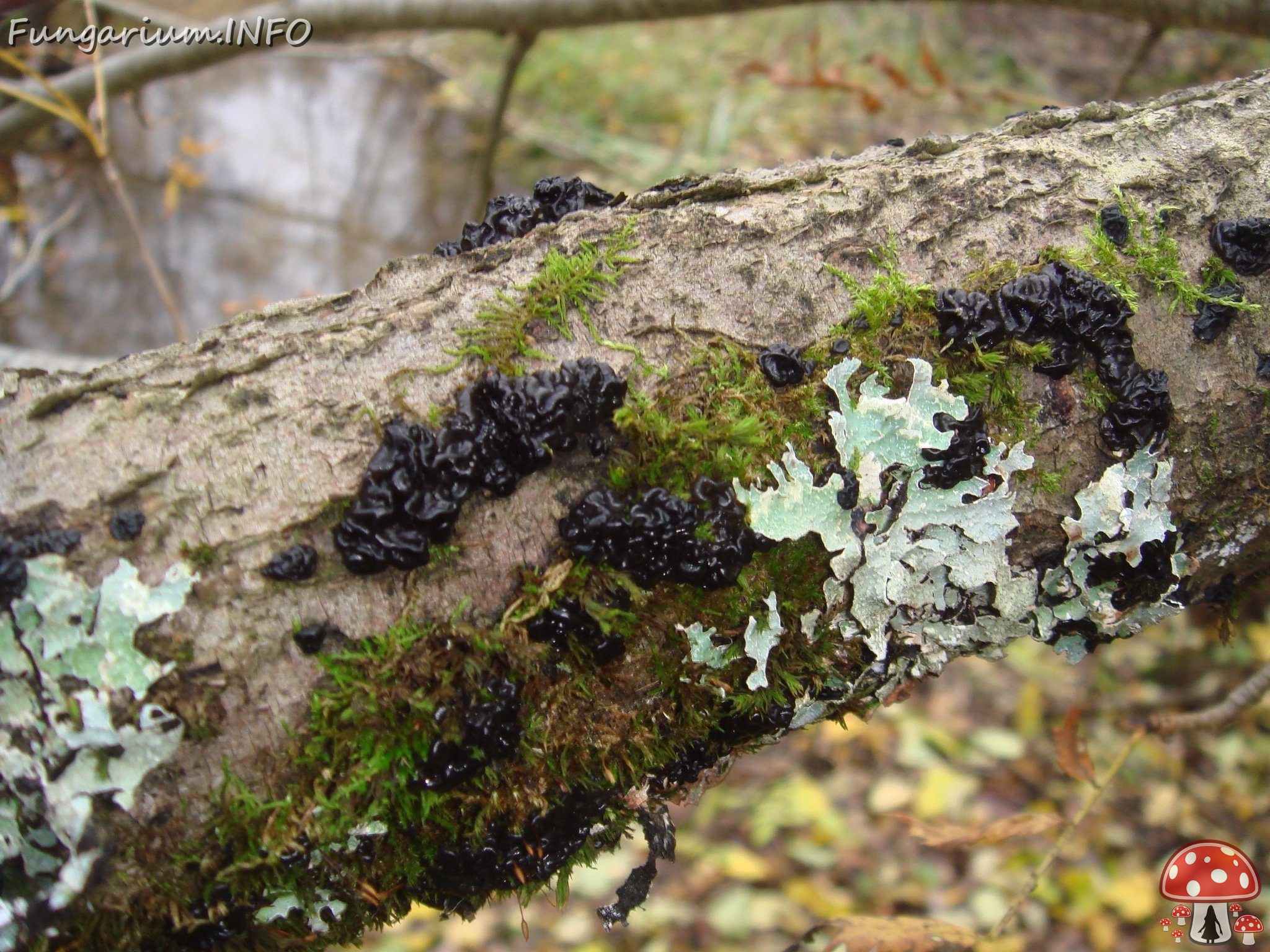 fungi-0004263 