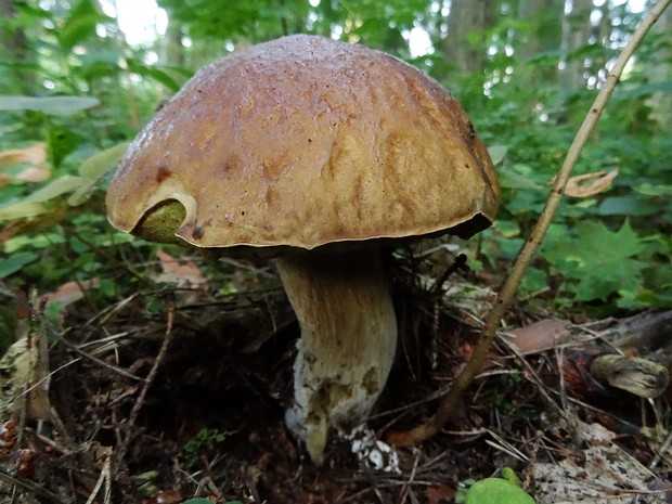 Боровик берёзовый - Boletus betulicola