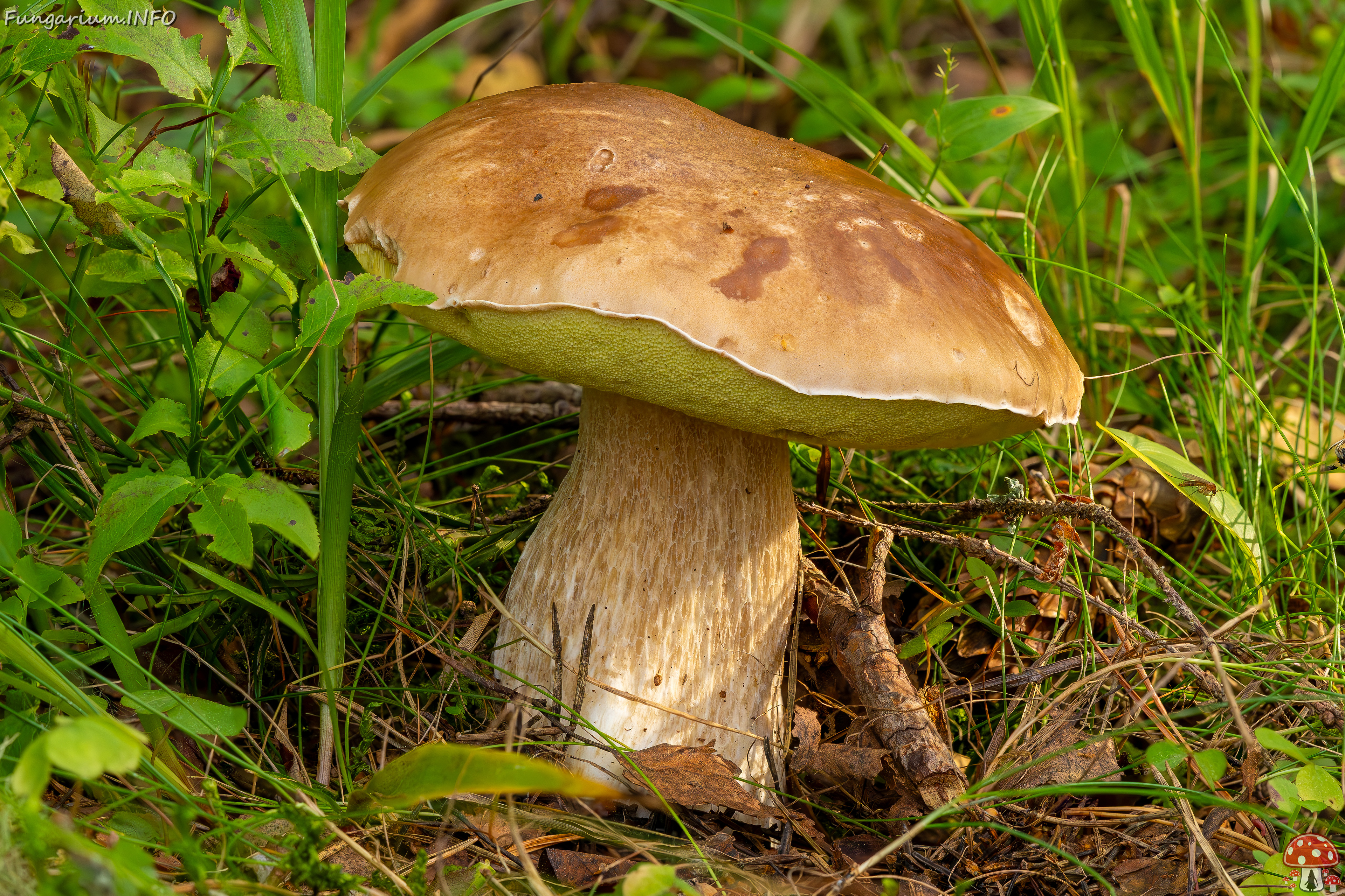 !boletus-edulus_2023-09-10_2-1 