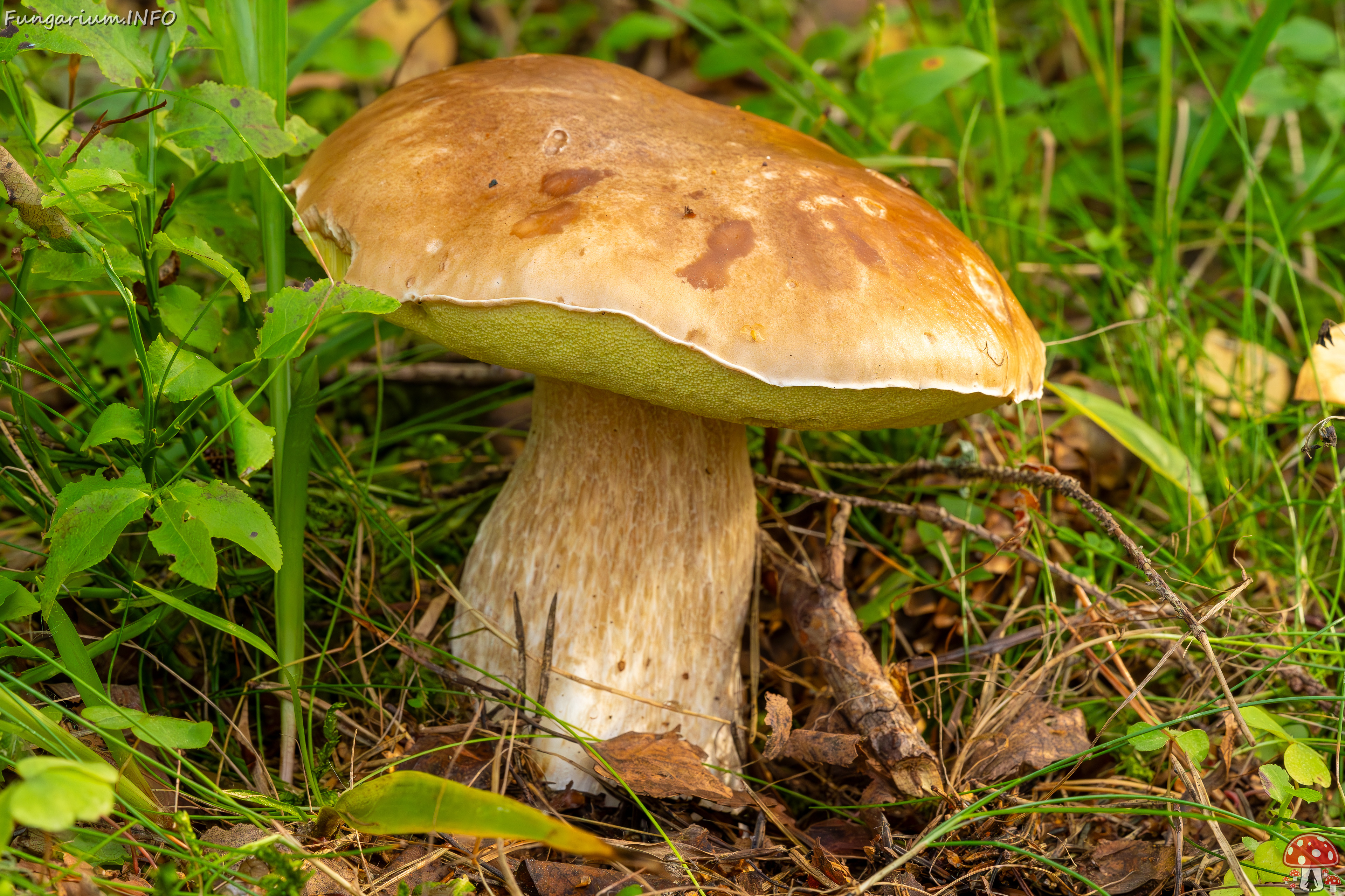 boletus-edulus_2023-09-10_1-1 