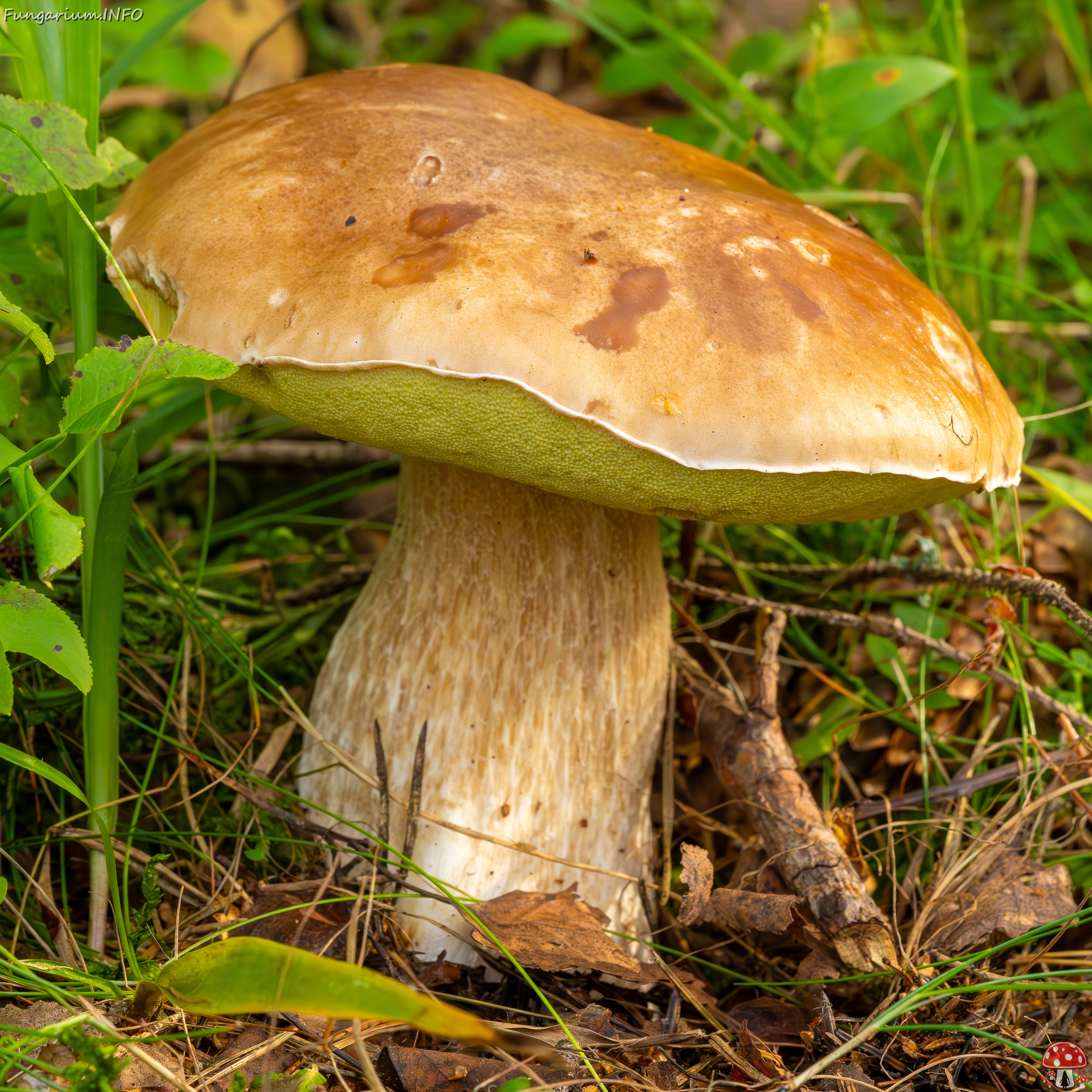 boletus-edulus_2023-09-10_1-2 