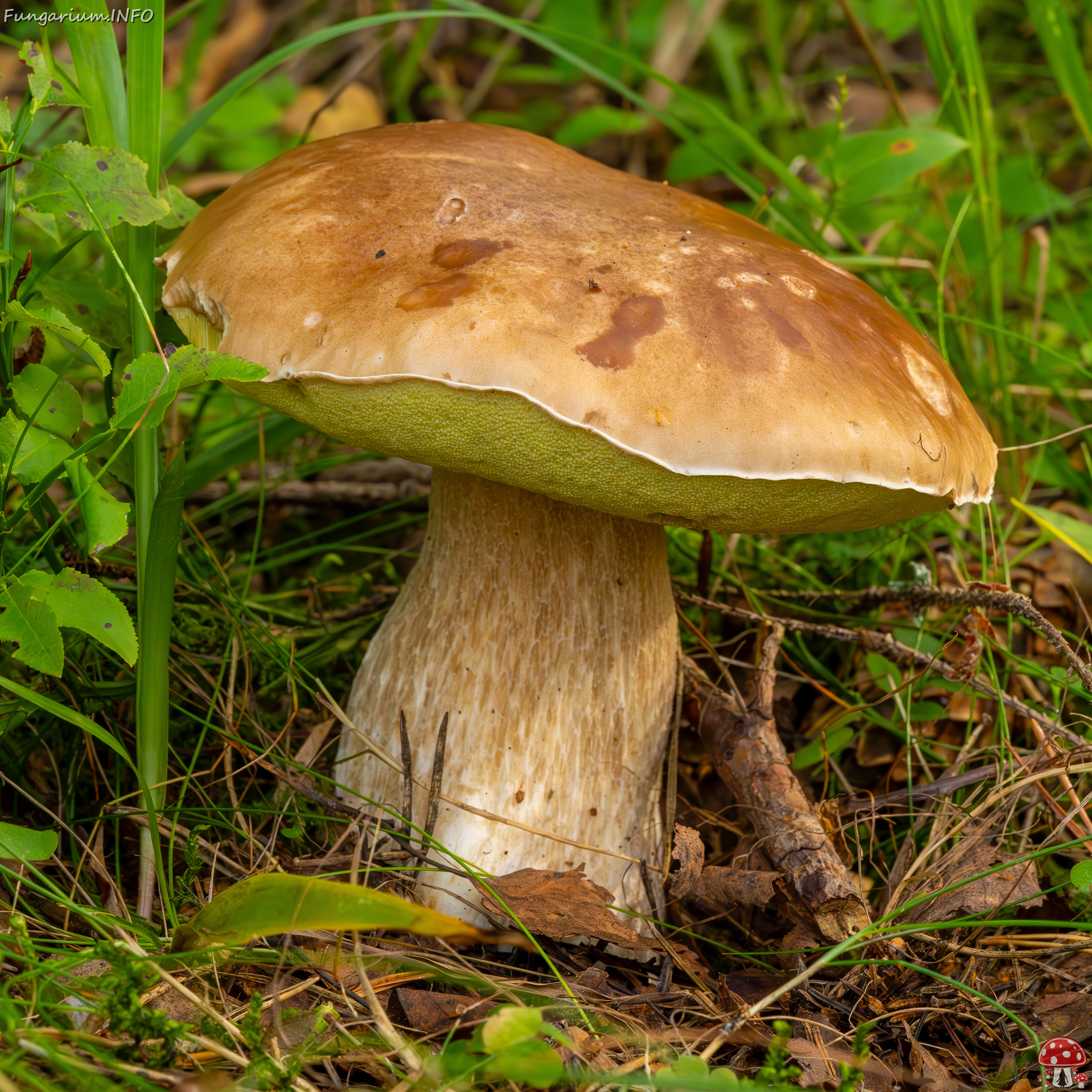 boletus-edulus_2023-09-10_1-3 