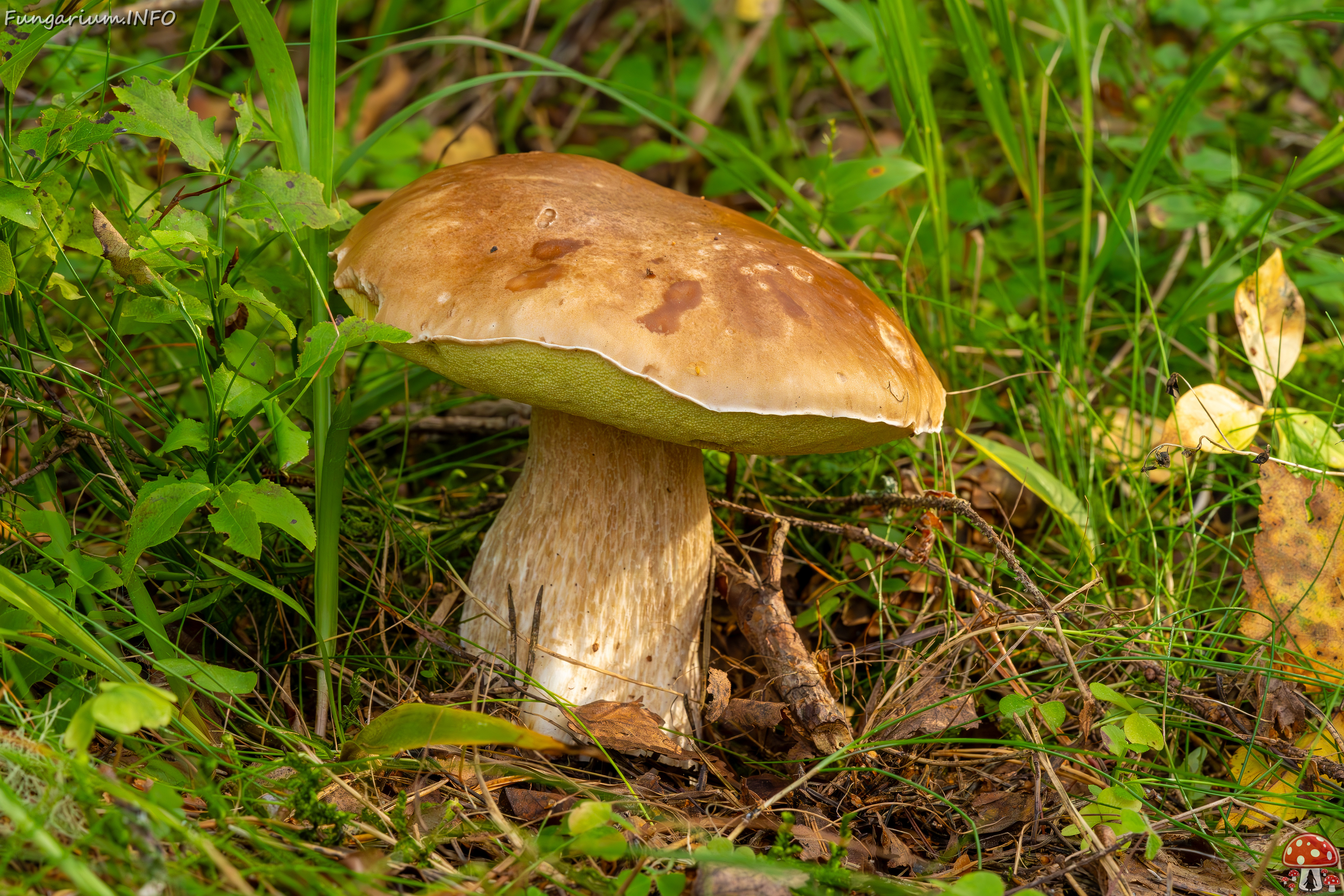 boletus-edulus_2023-09-10_1-4 