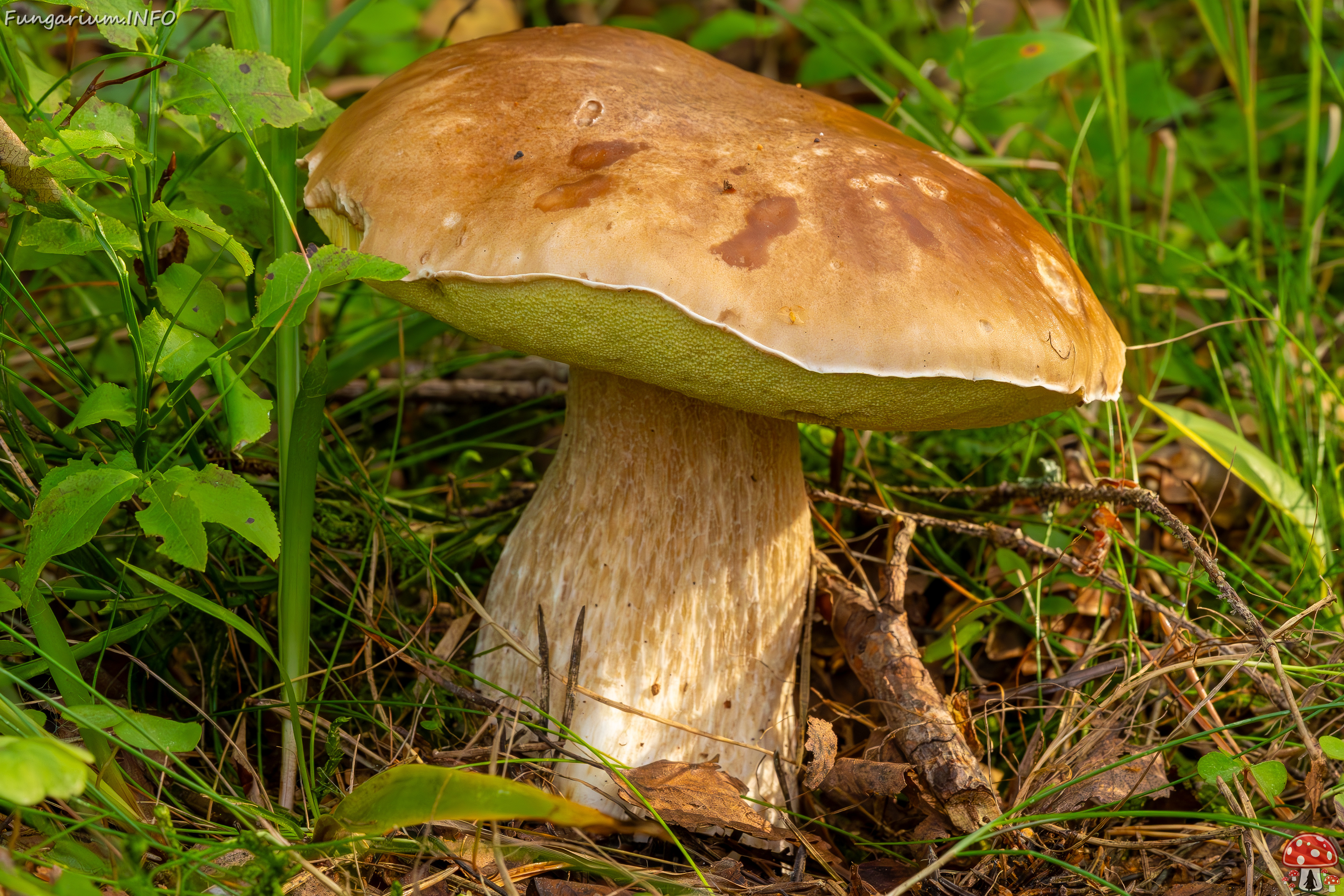 boletus-edulus_2023-09-10_1-5 