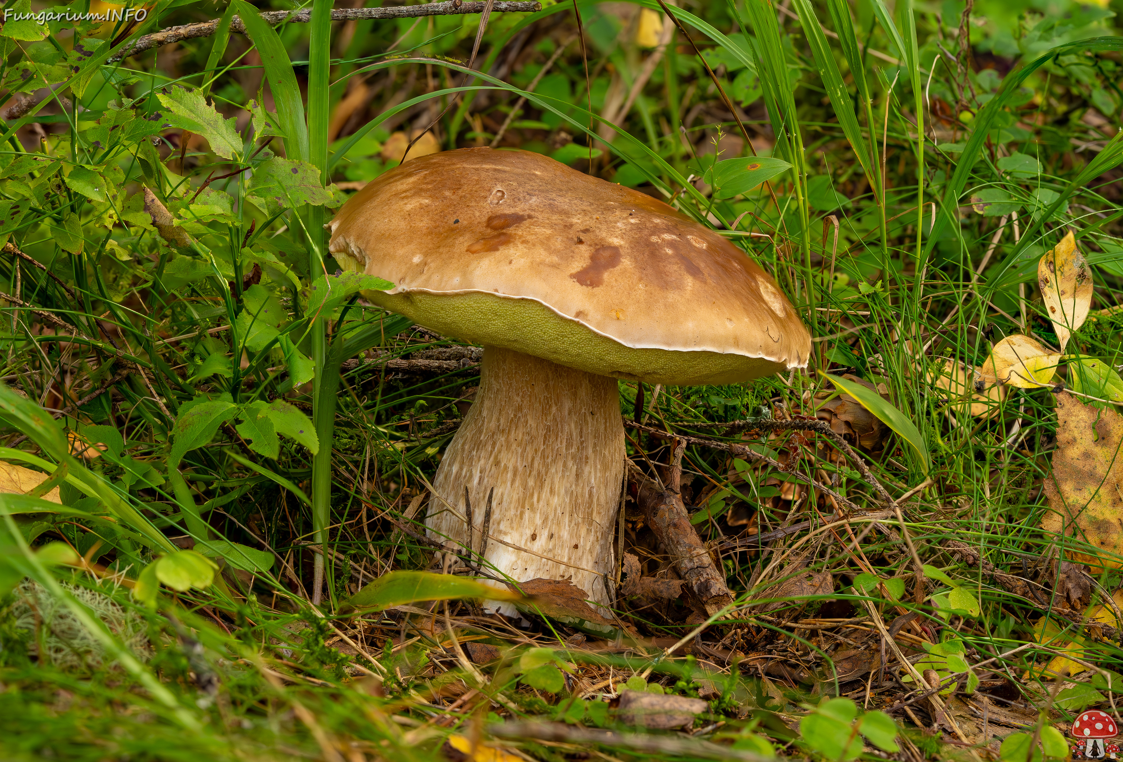 boletus-edulus_2023-09-10_3-1 