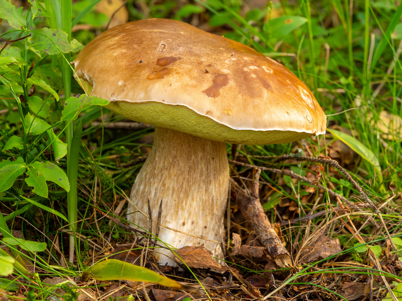 boletus-edulus_2023-09-10_1-1