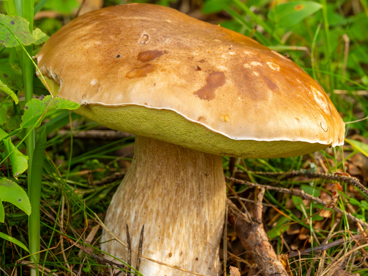 boletus-edulus_2023-09-10_1-2