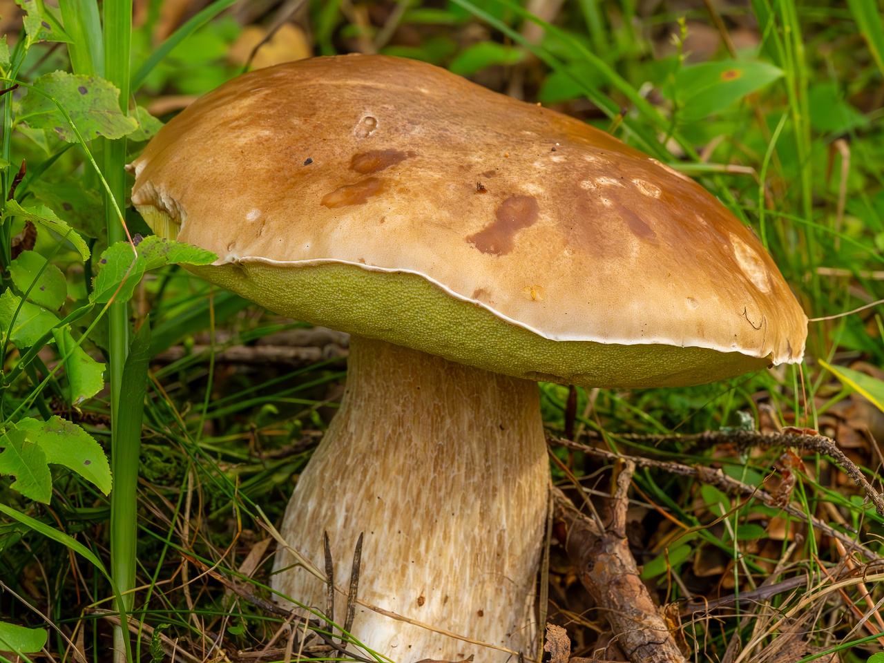 boletus-edulus_2023-09-10_1-3