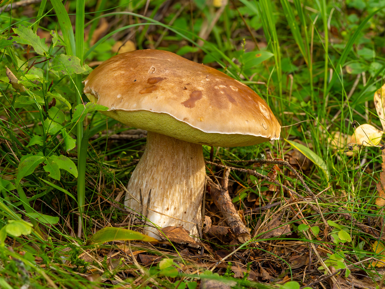 boletus-edulus_2023-09-10_1-4