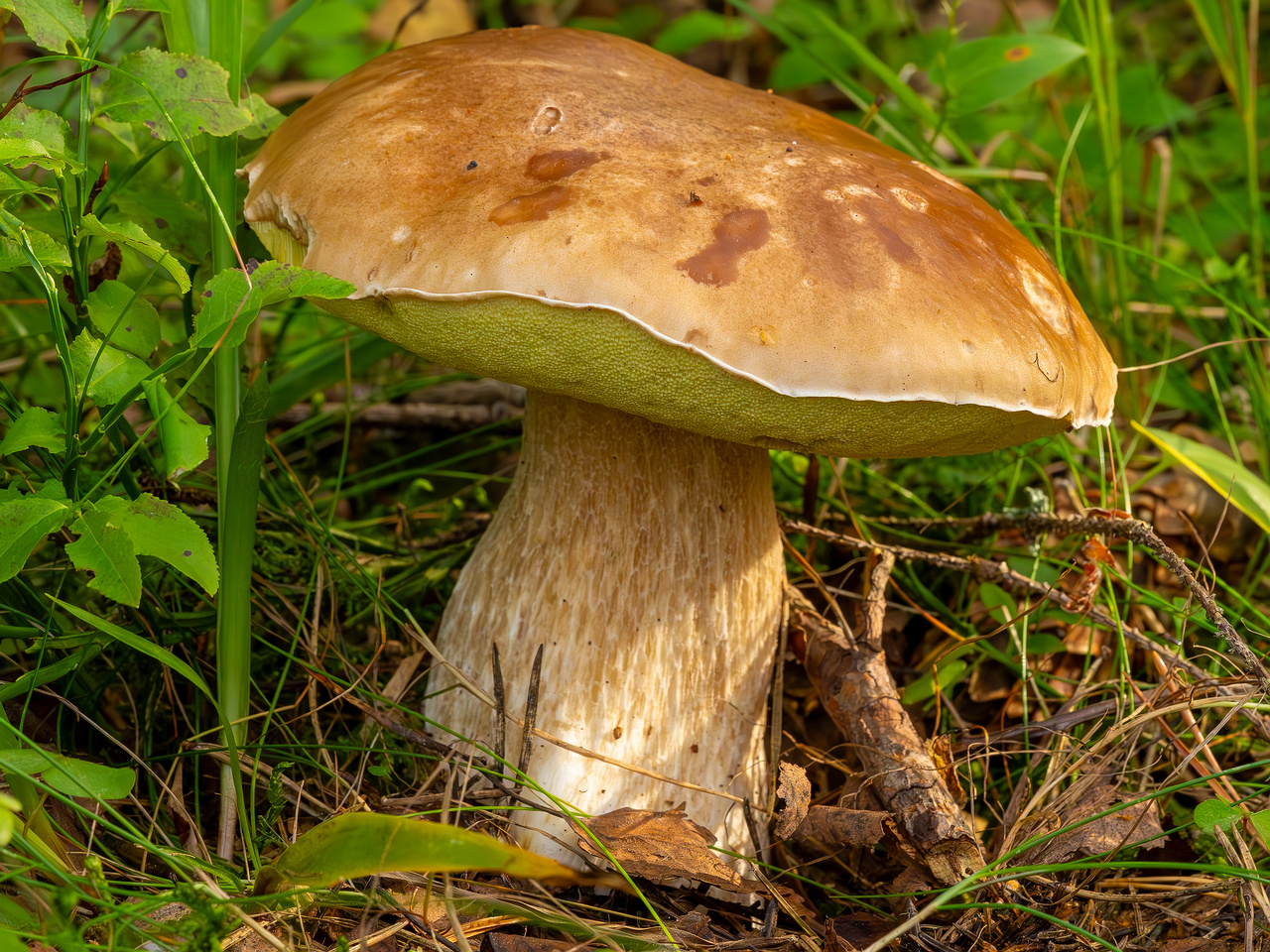 boletus-edulus_2023-09-10_1-5