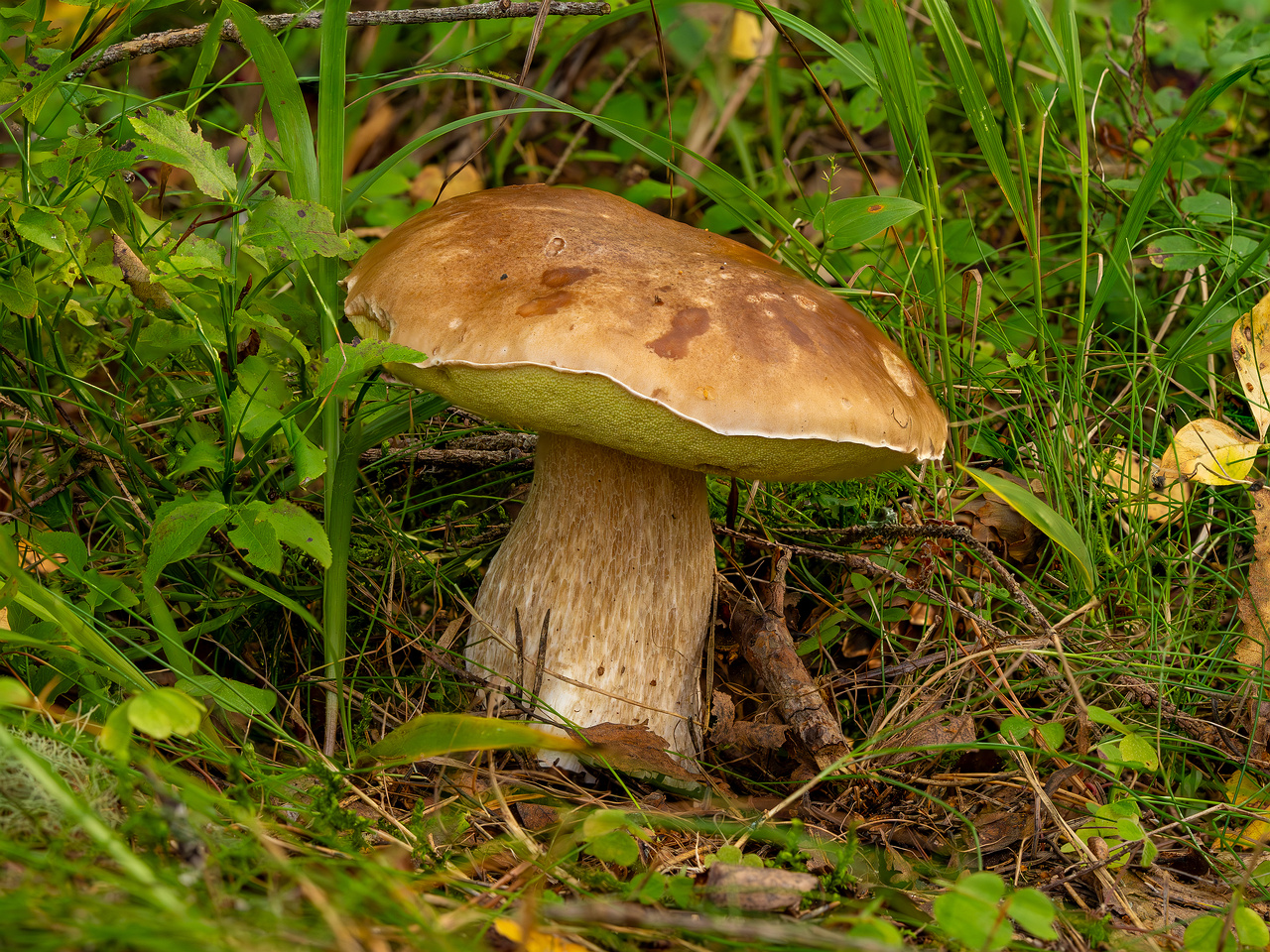 boletus-edulus_2023-09-10_3-1