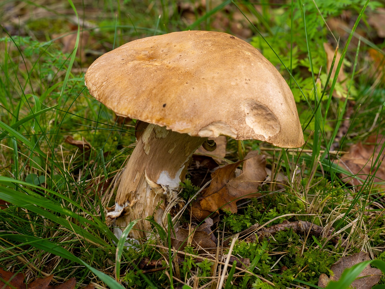 Боровик сетчатый - Boletus reticulatus