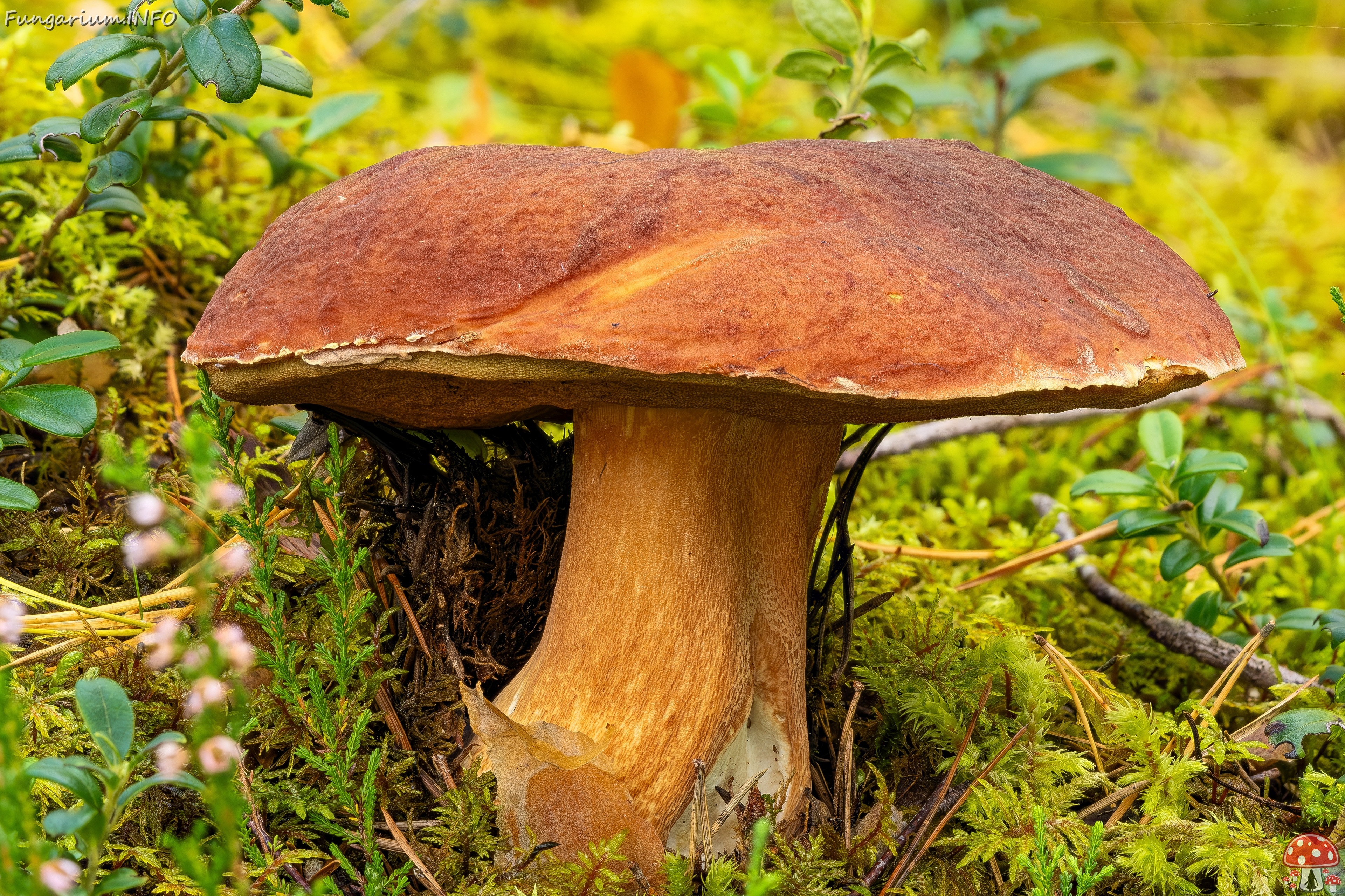 !boletus-pinophilus_2023-09-13_FS-1_ 