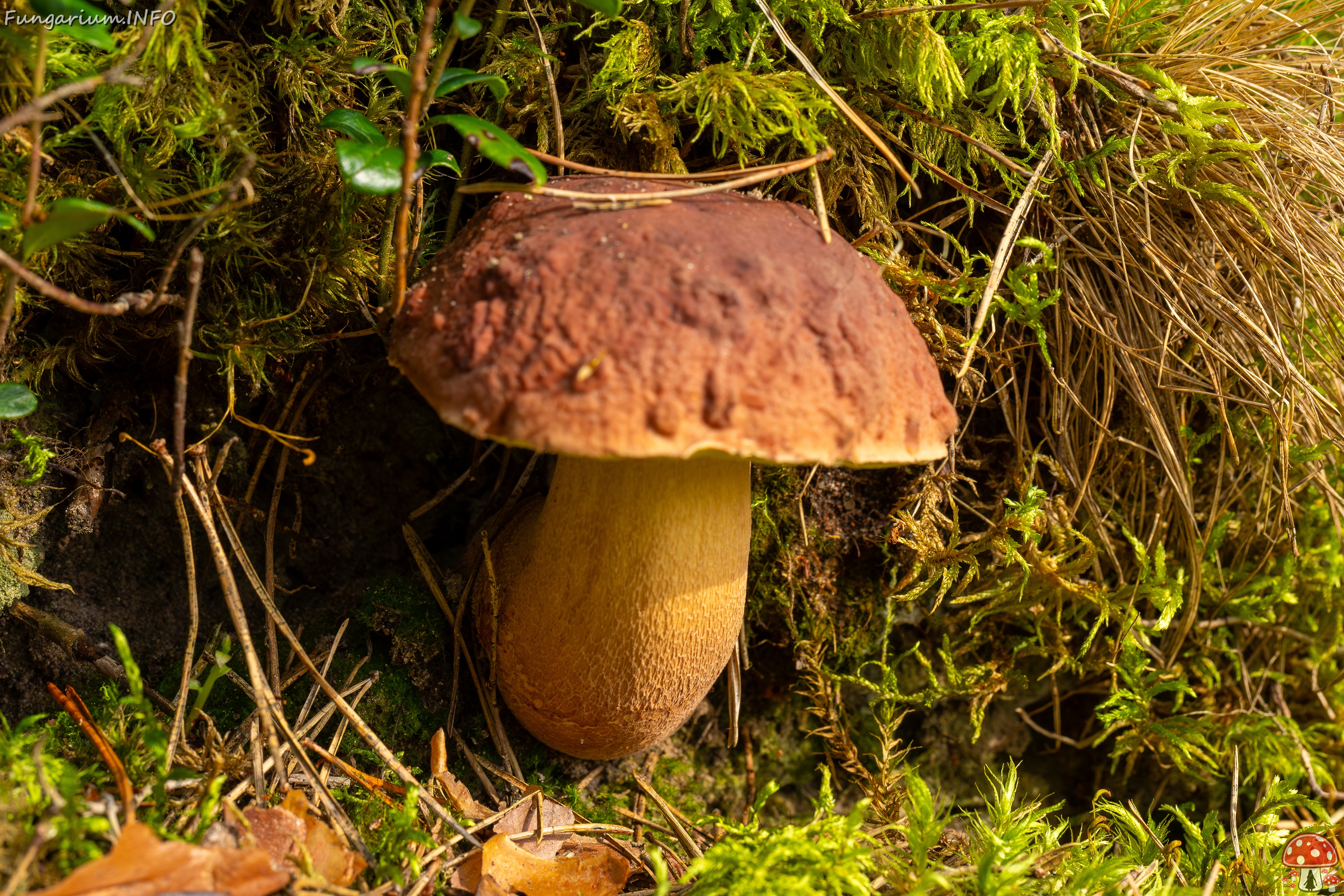 Boletus pinophilus _2025-09-06_1-1 
