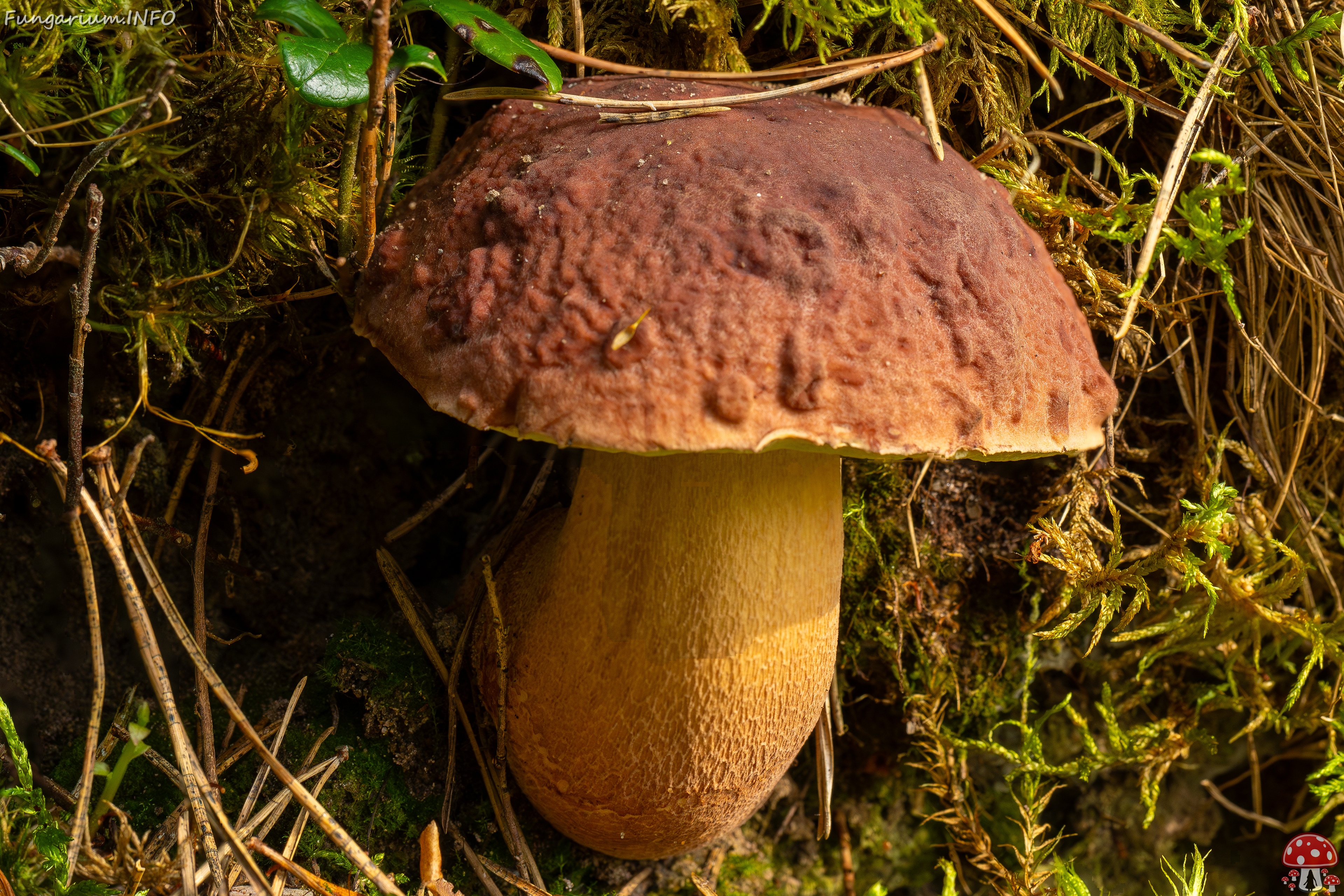 Boletus pinophilus _2025-09-06_1-13 