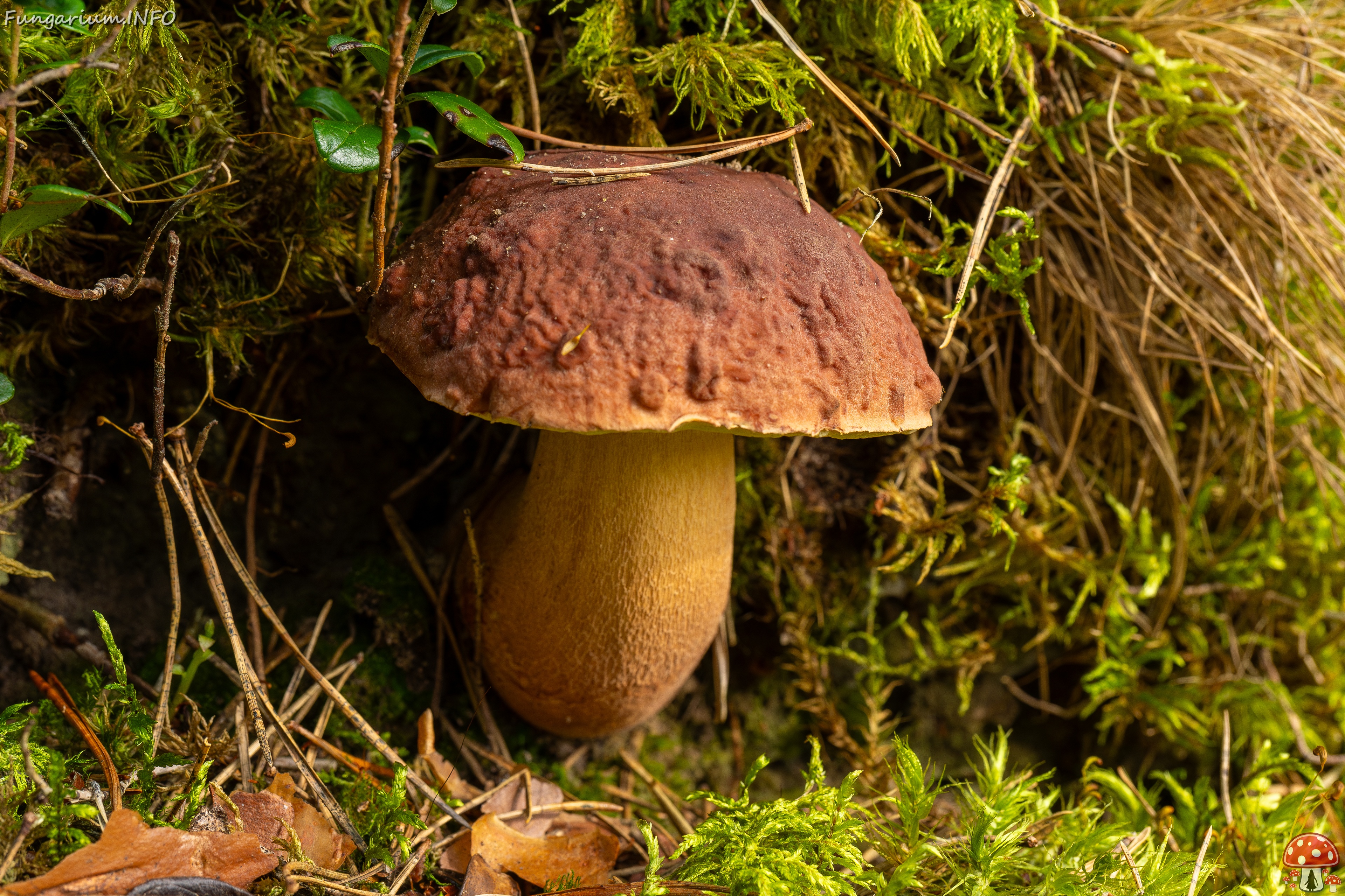Boletus pinophilus _2025-09-06_1-2 
